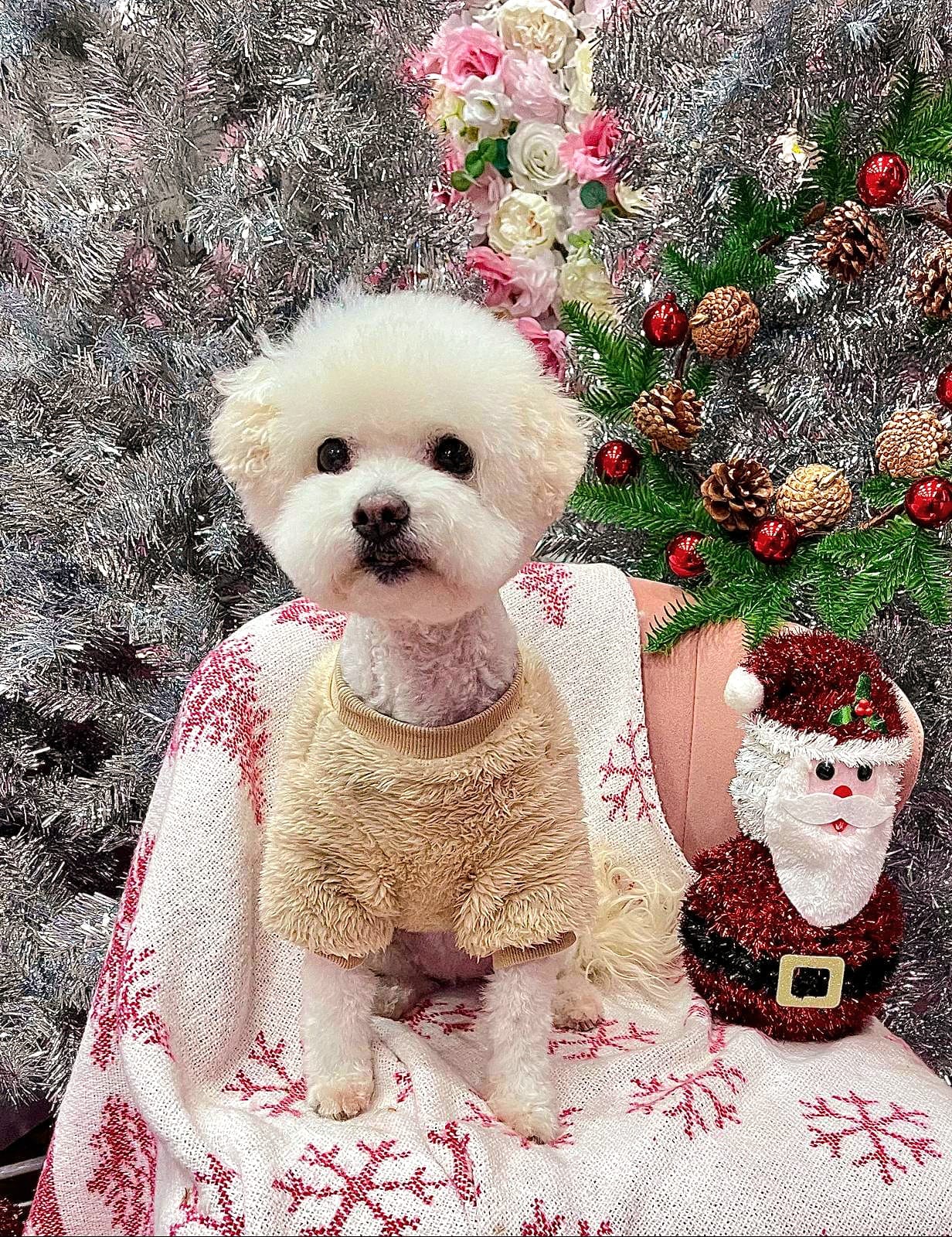 xmas-dog-51
