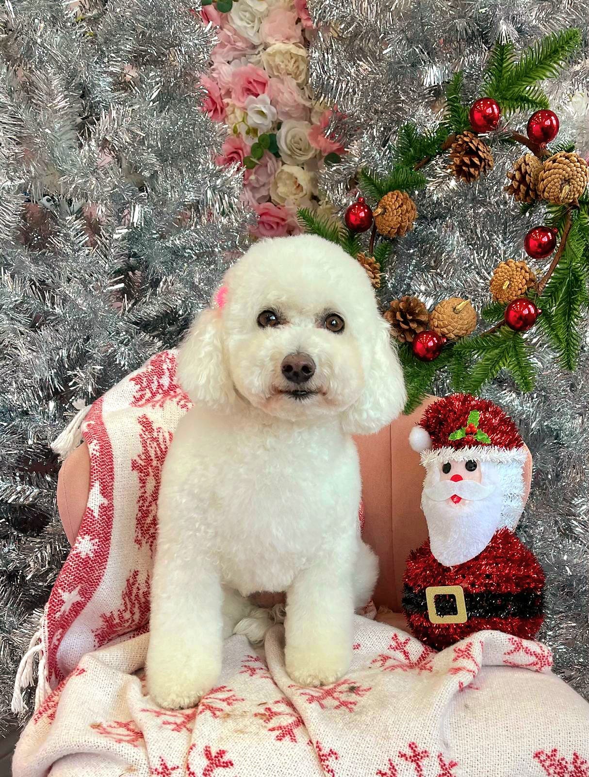 xmas-dog-54