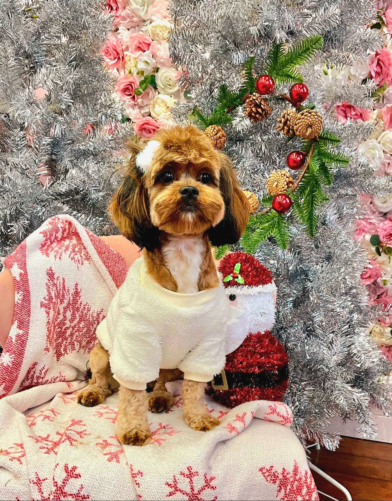 xmas-dog-55