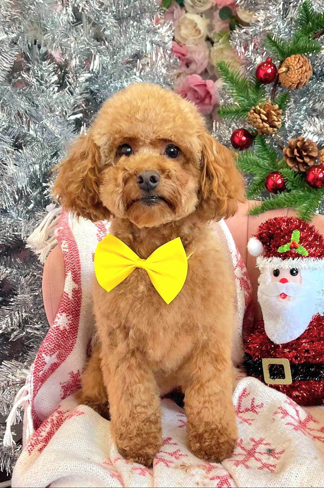 xmas-dog-56