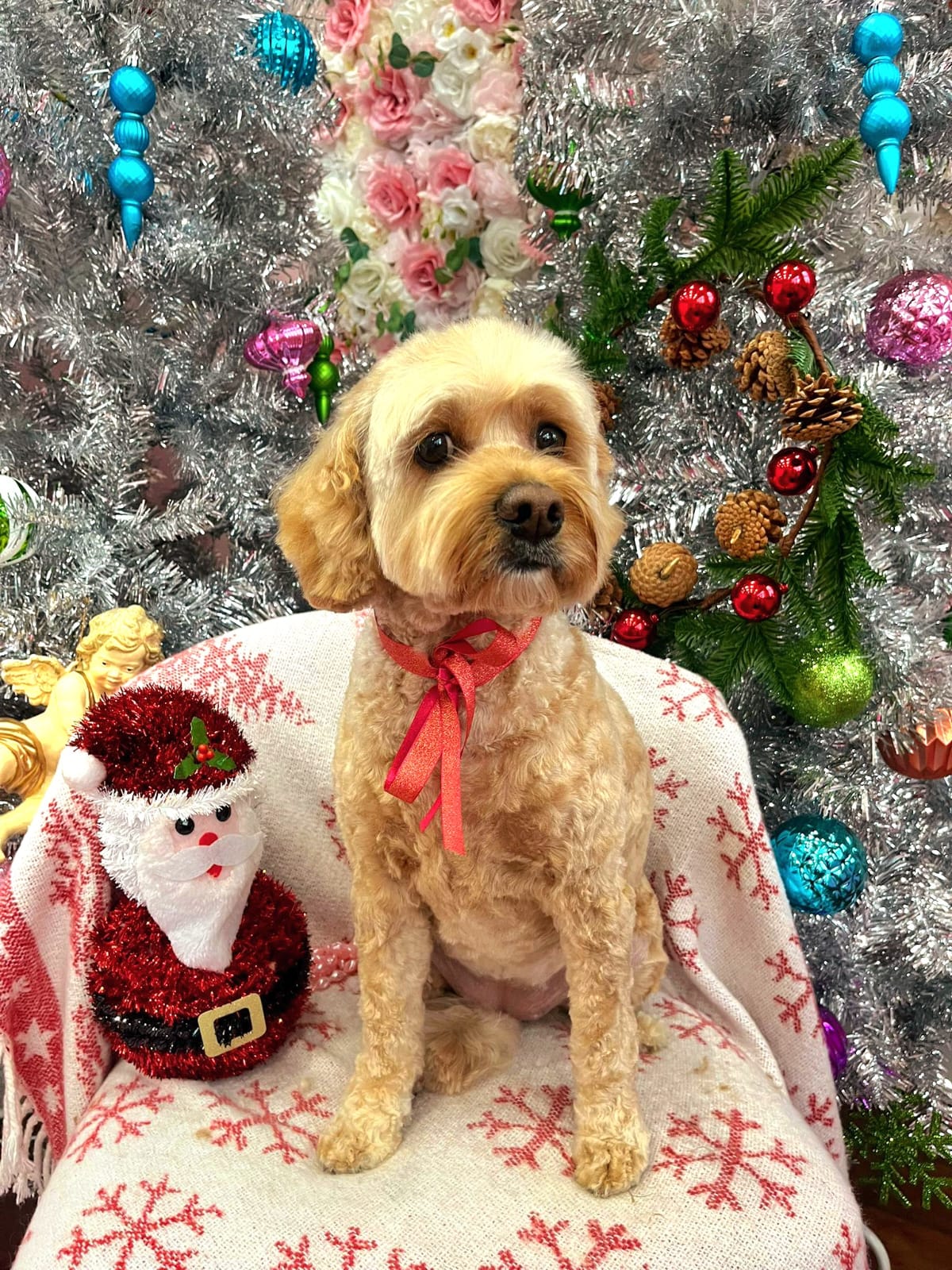 xmas dog