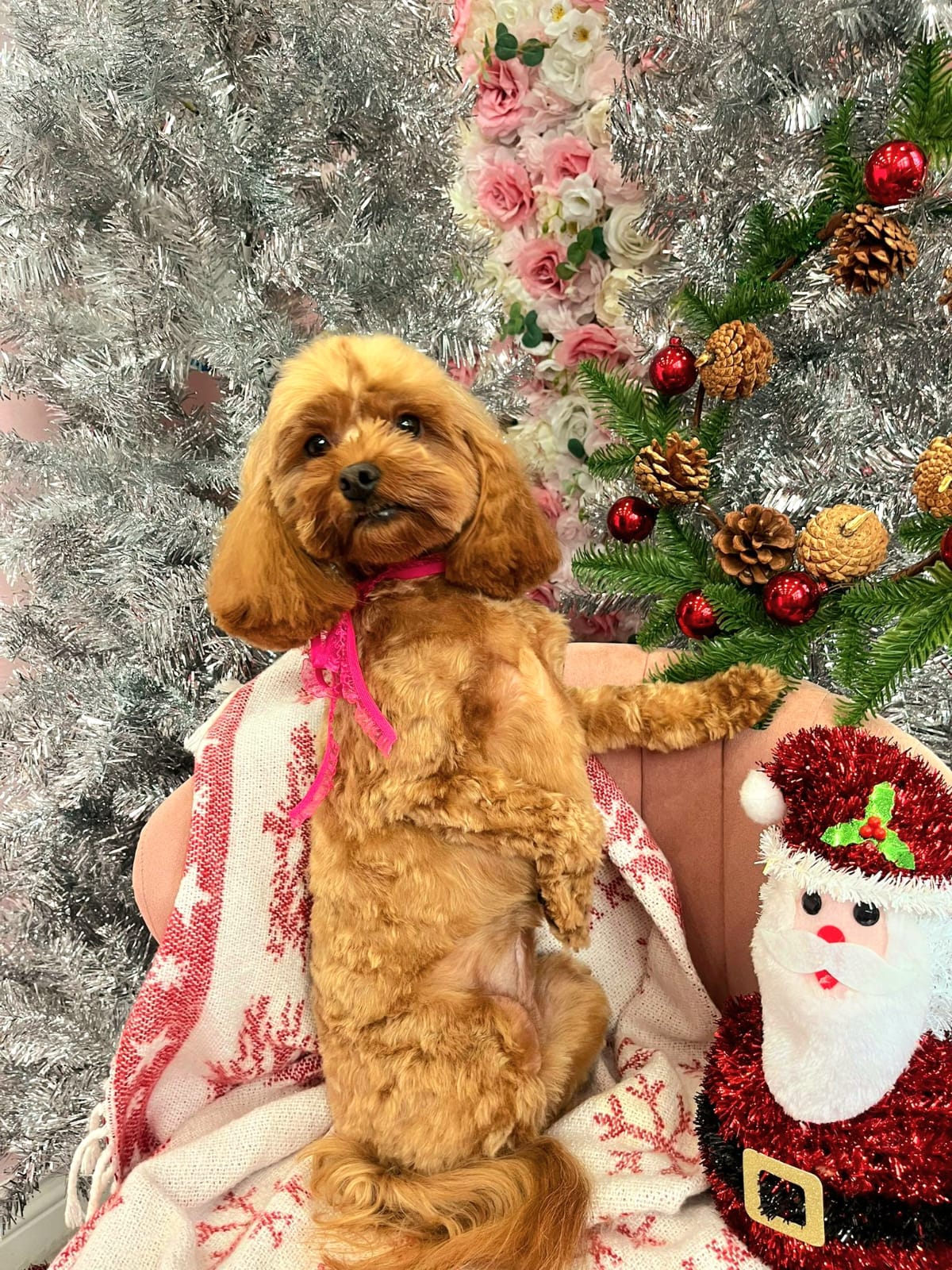 xmas dog