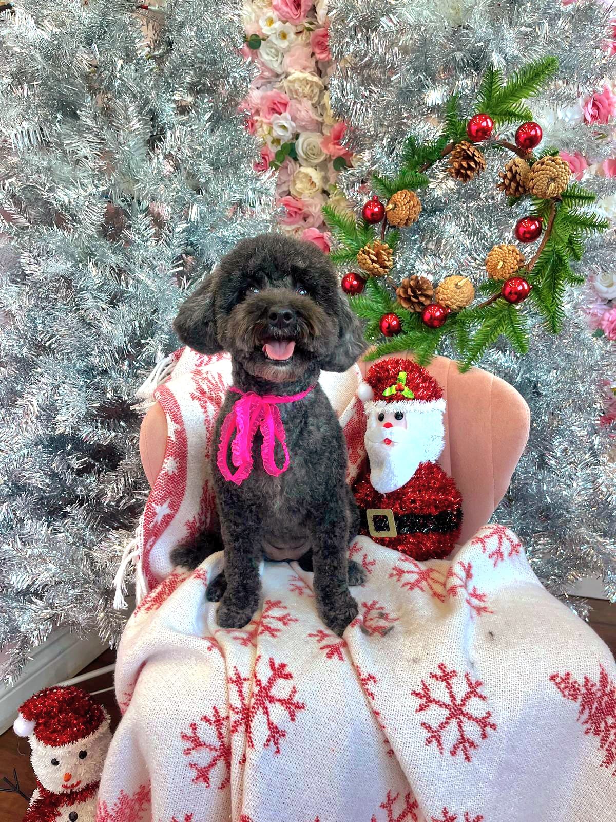 xmas dog