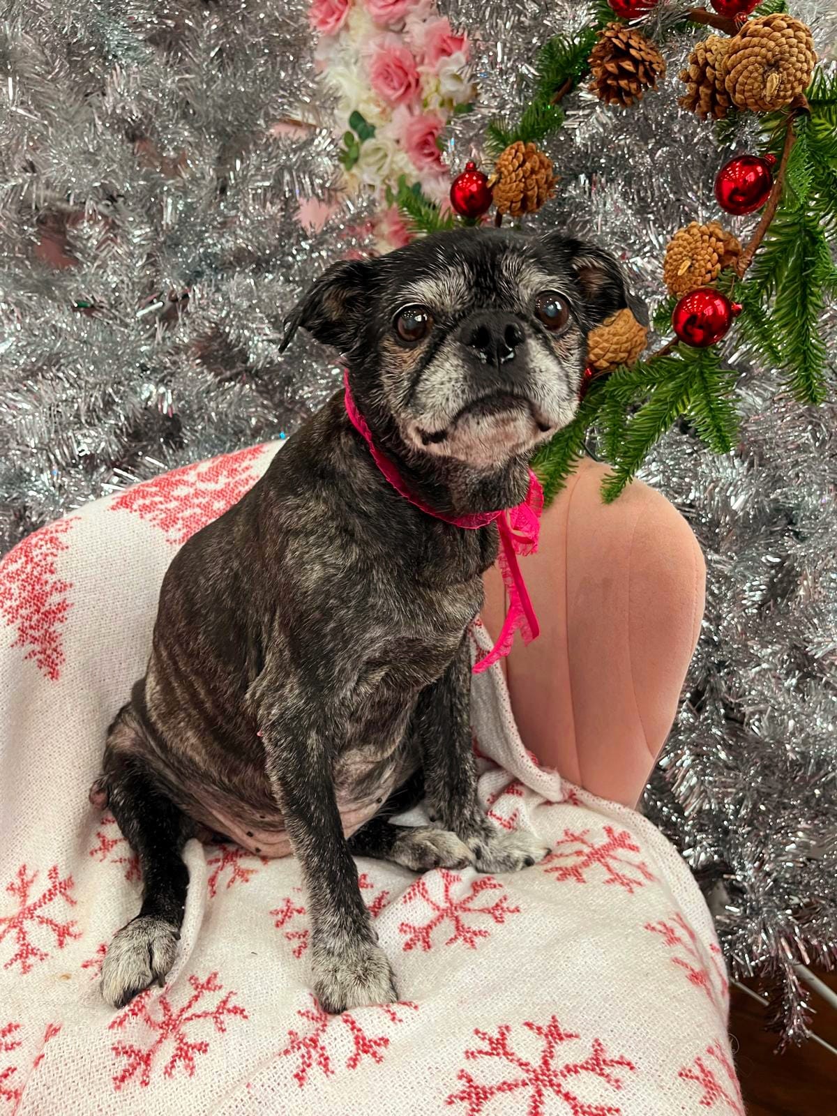xmas dog