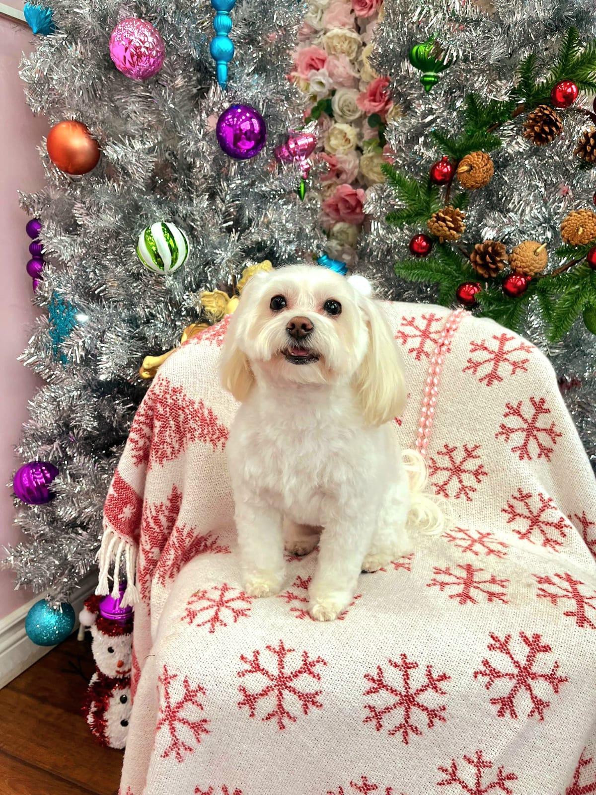 xmas dog