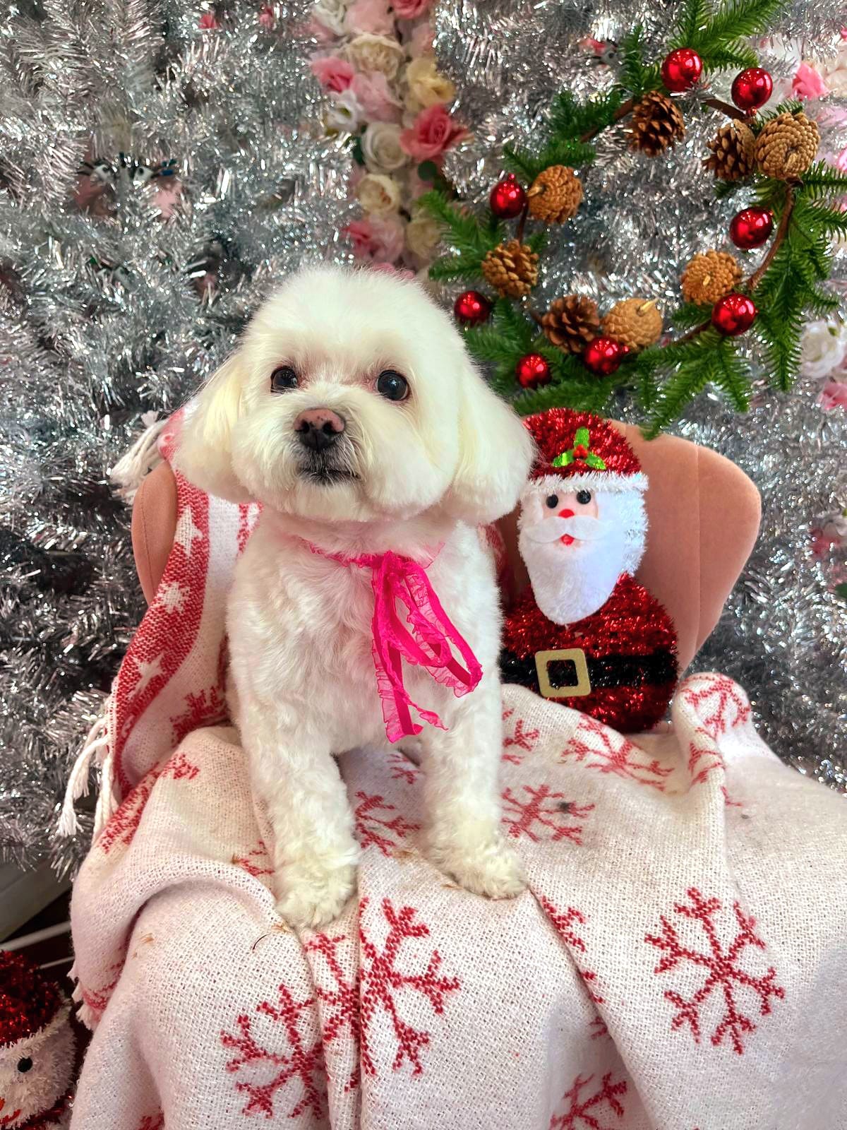 xmas dog