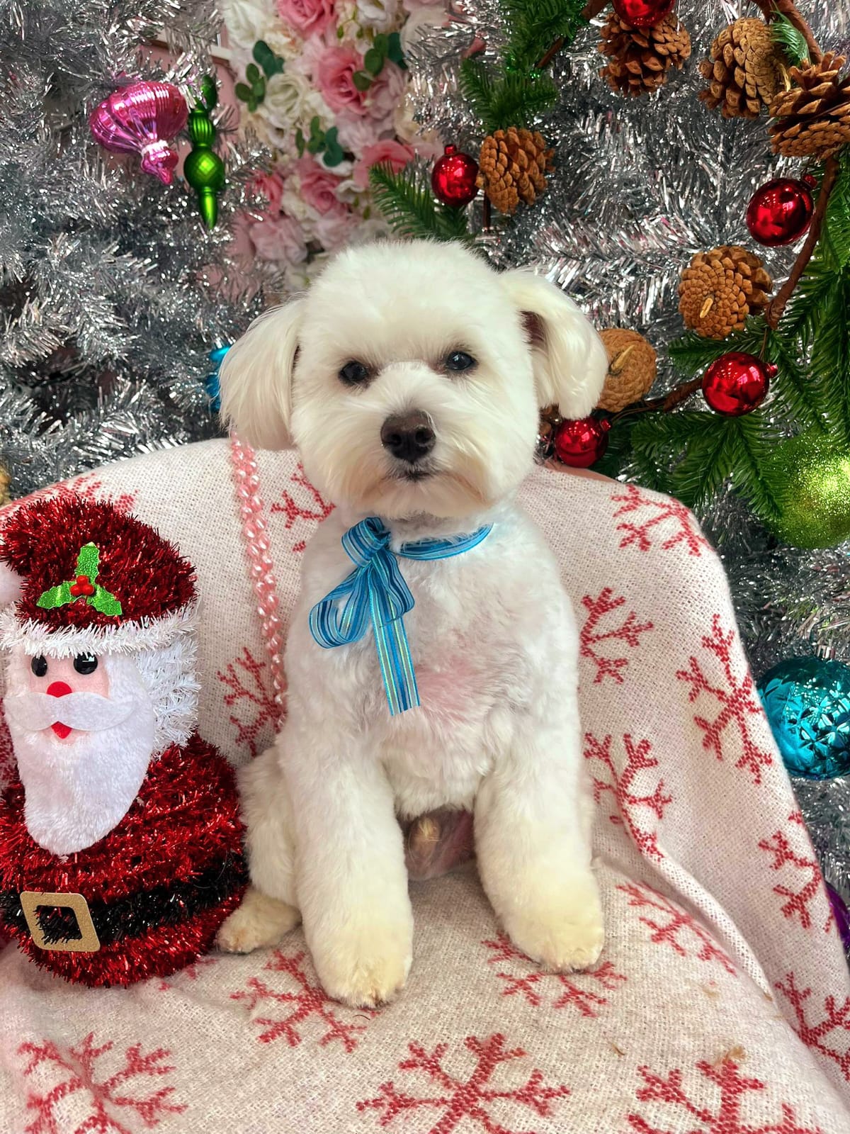 xmas dog