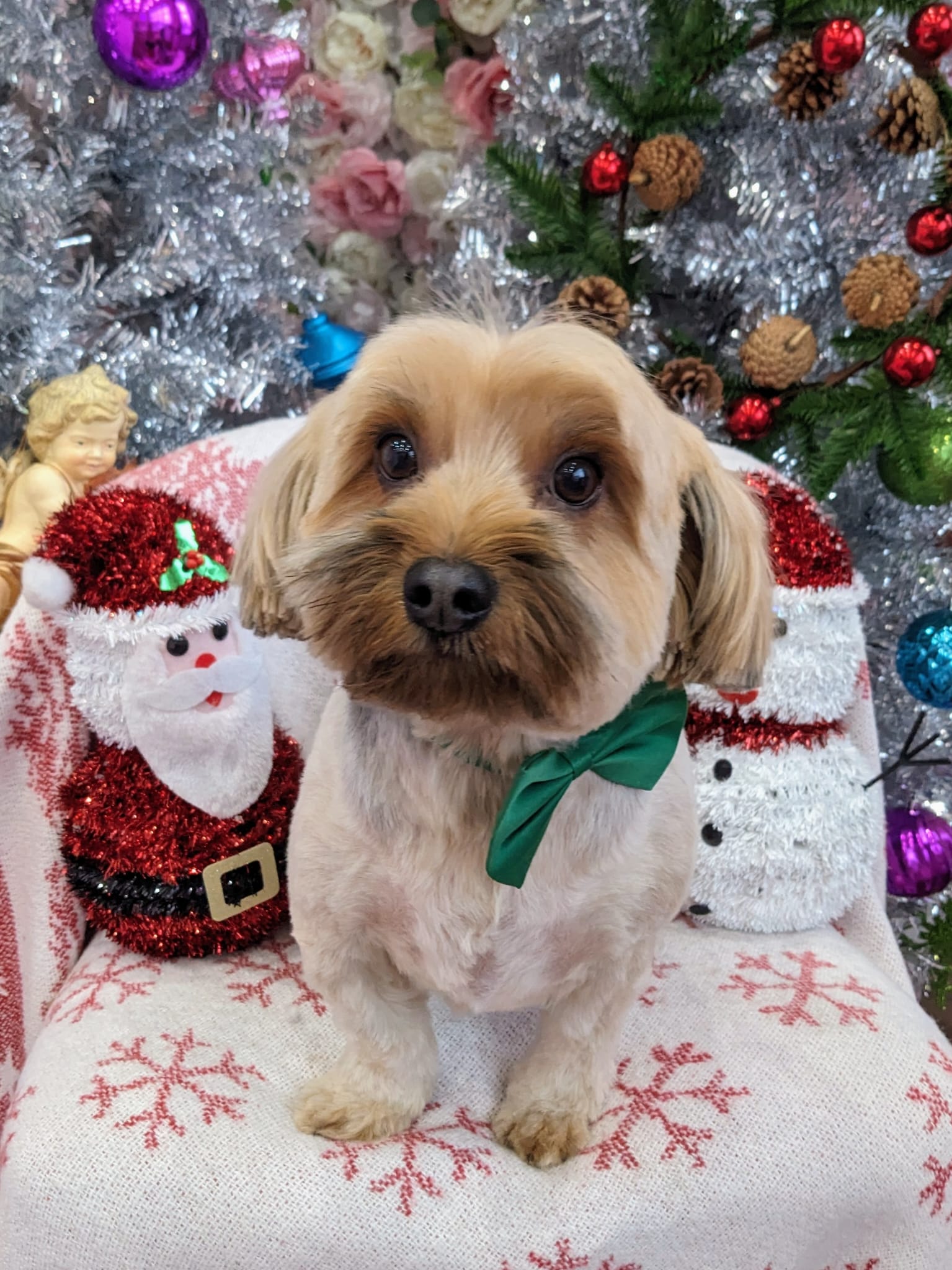 xmas dog