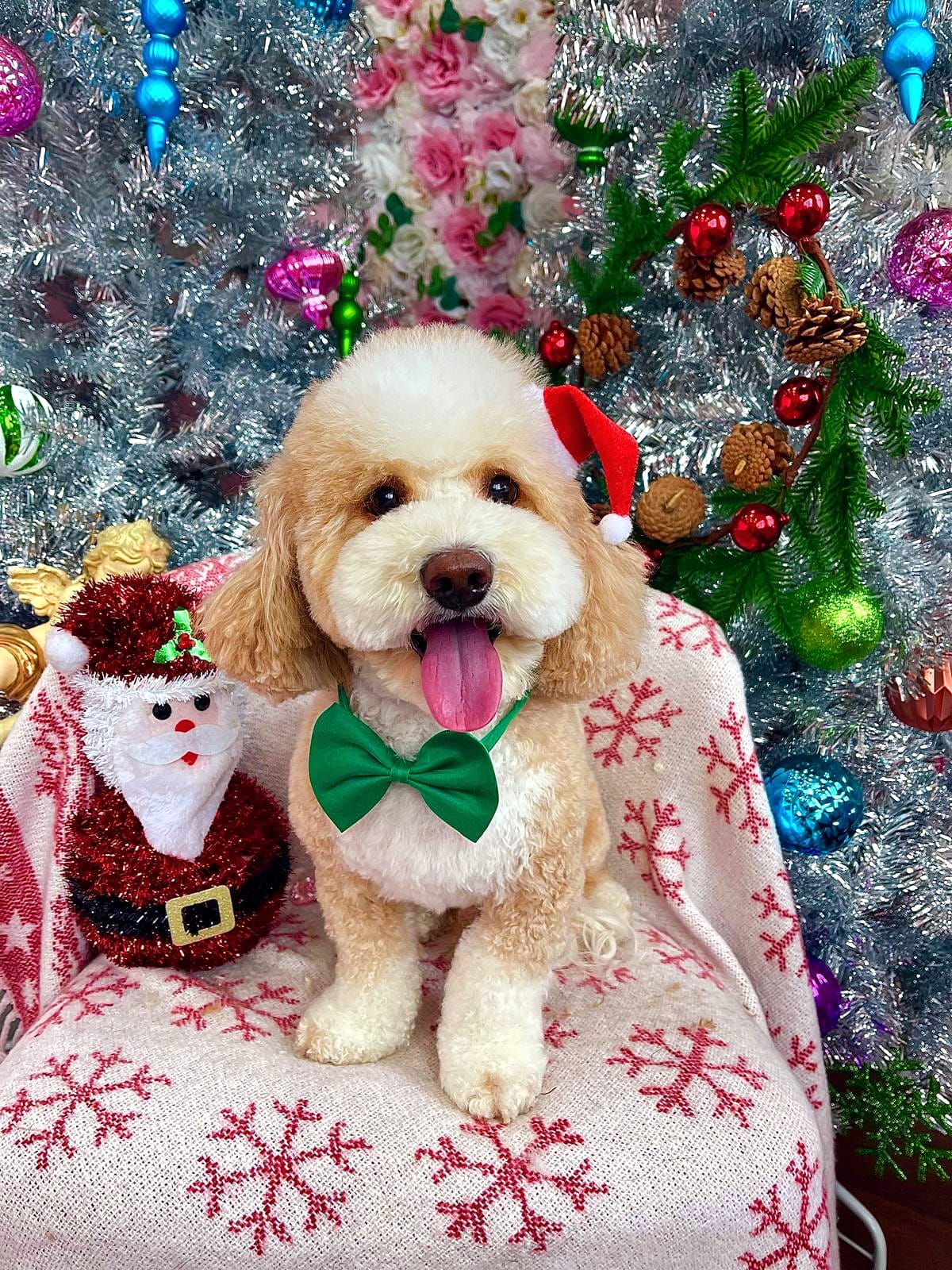 xmas dog