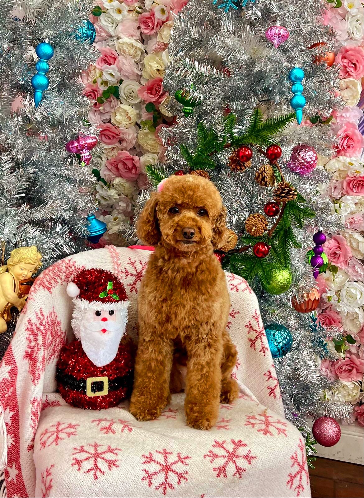 xmas dog
