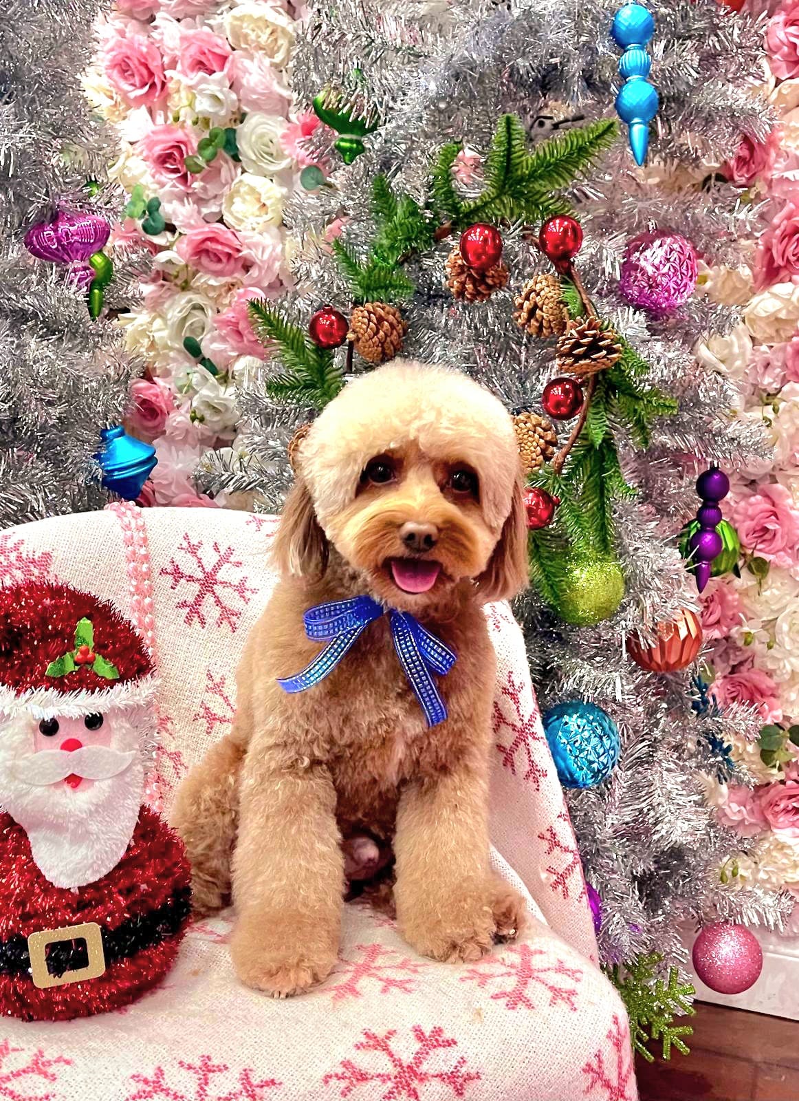 xmas dog