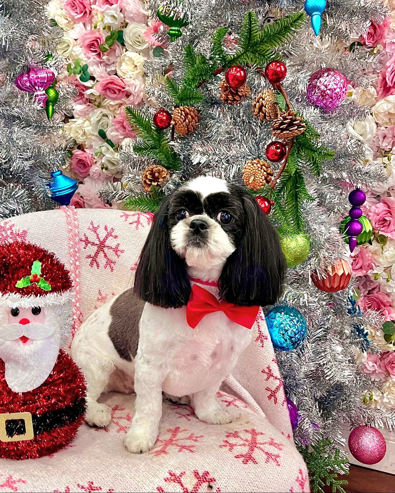xmas dog