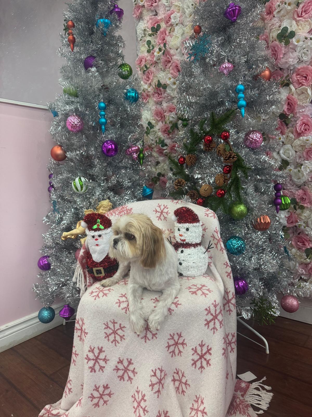 xmas dog
