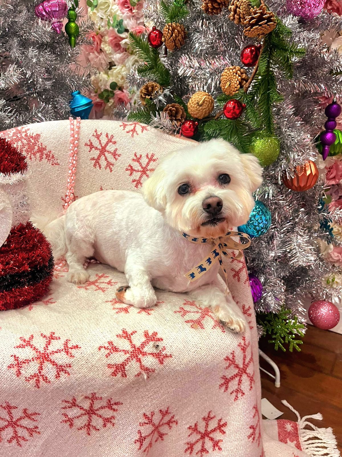 x-mas dog 