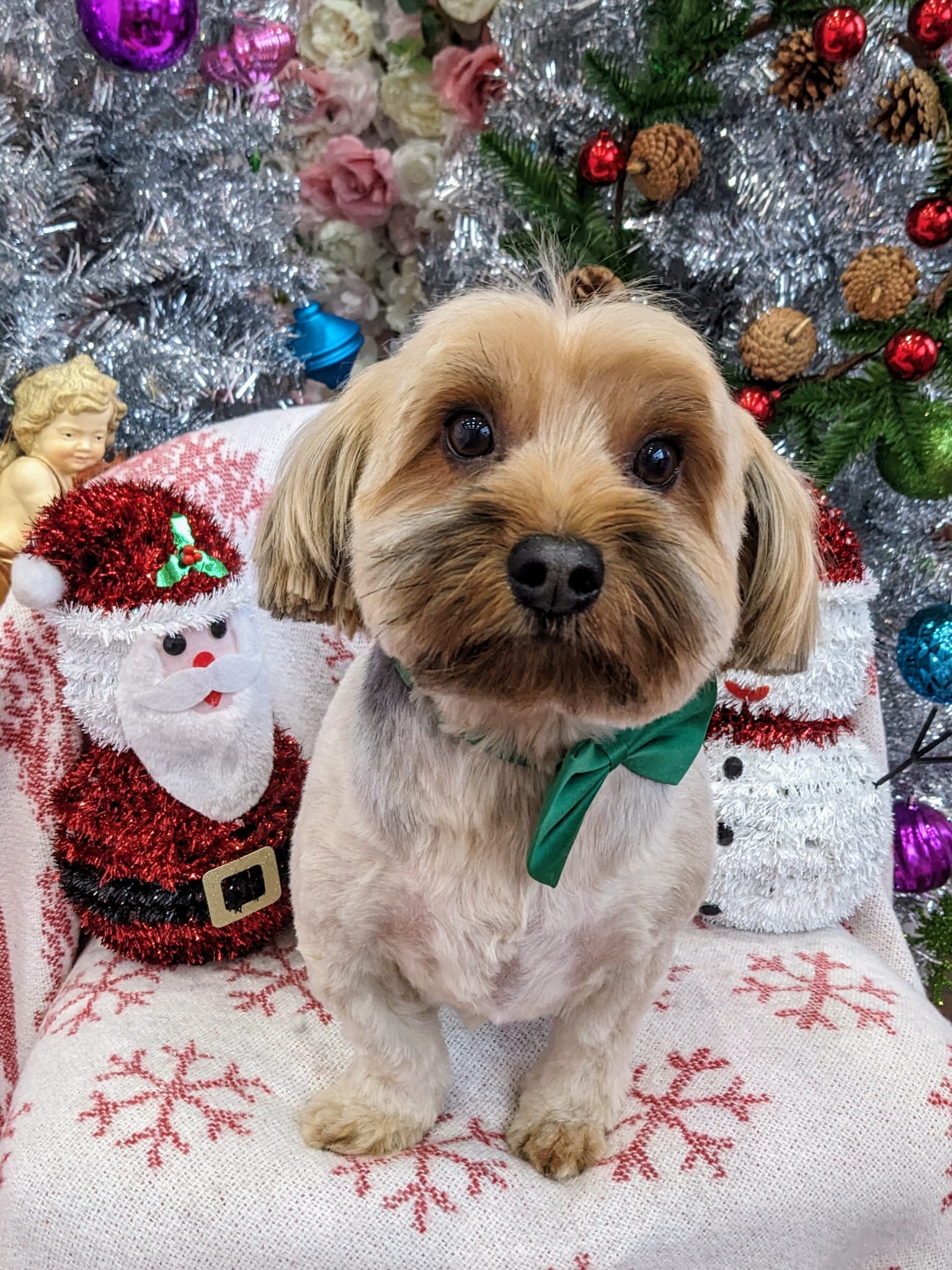 x-mas dog