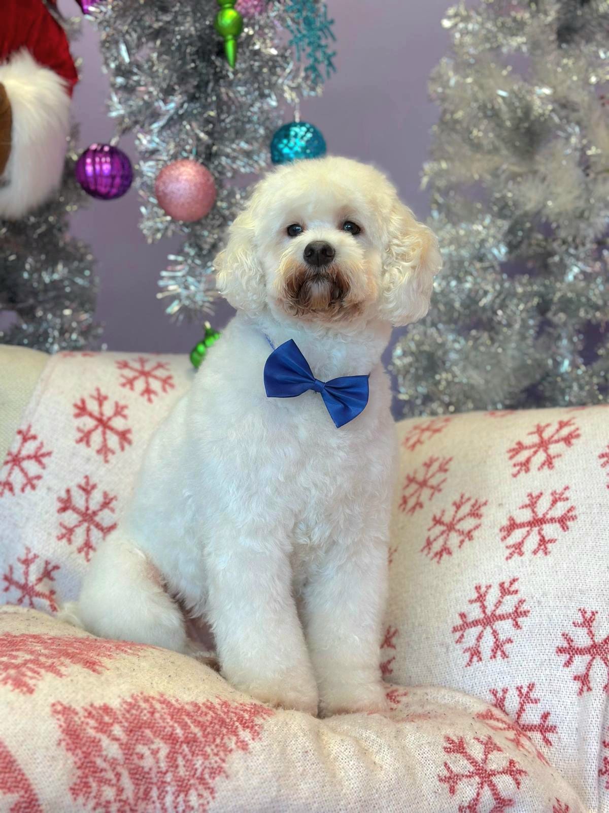 Christmas Dog Photos
