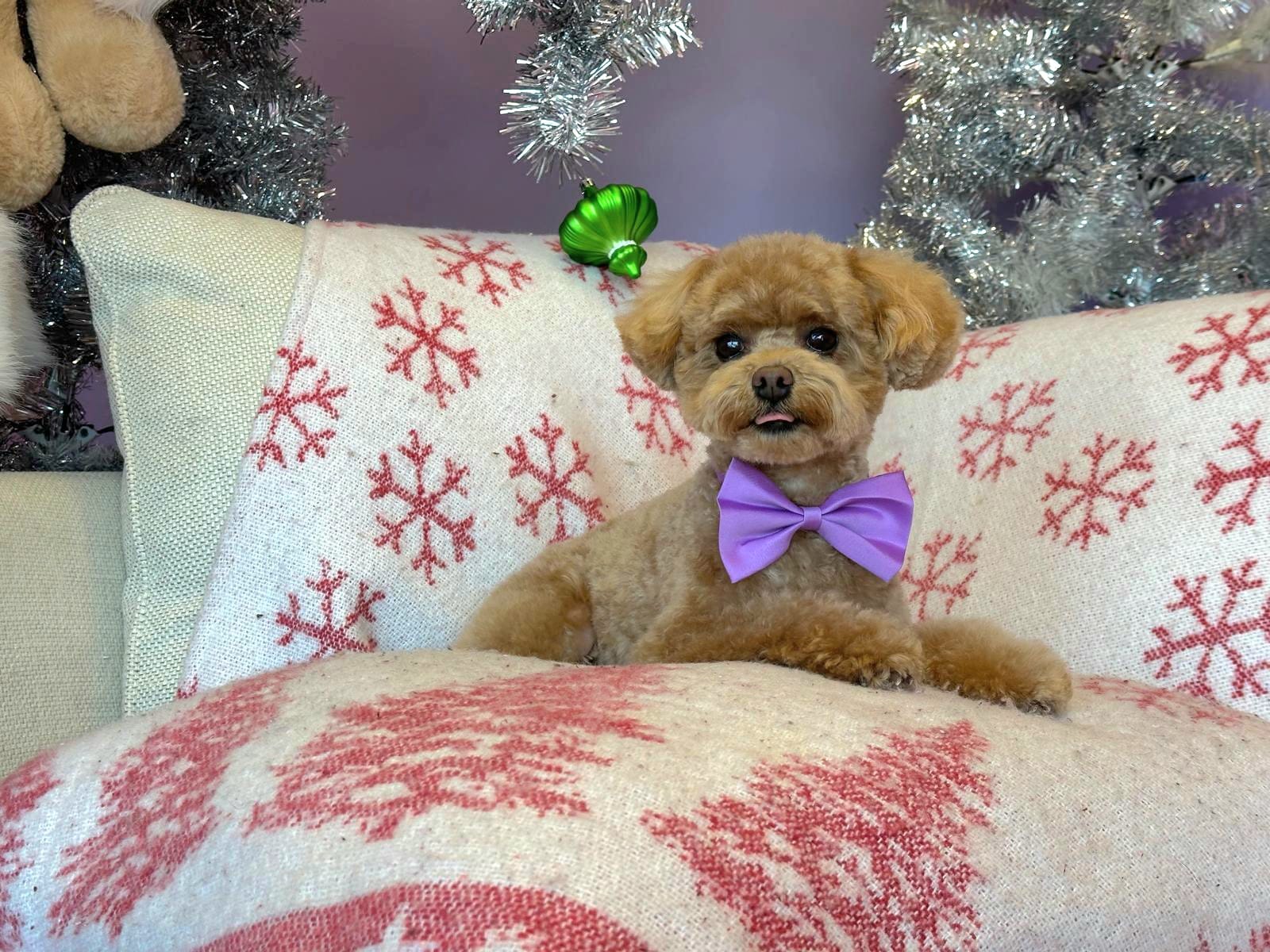 Christmas Dog Photos