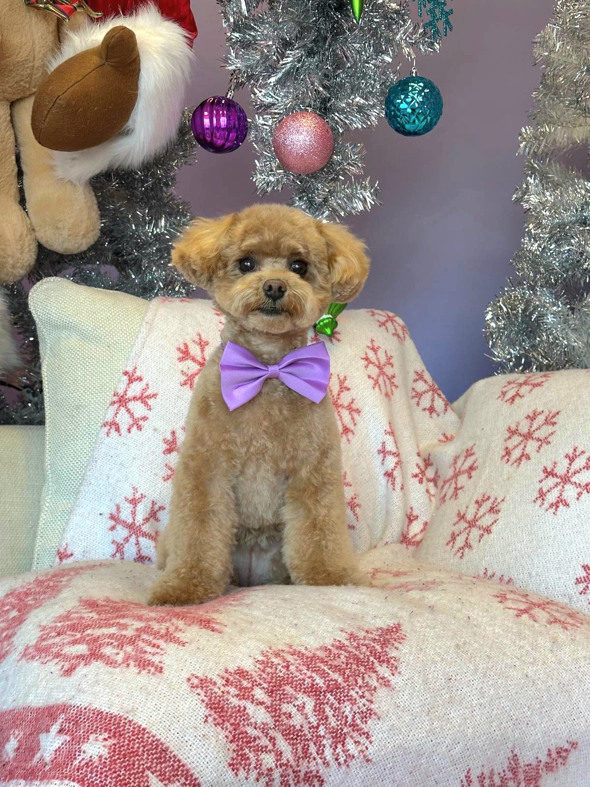 Christmas Dog Photos