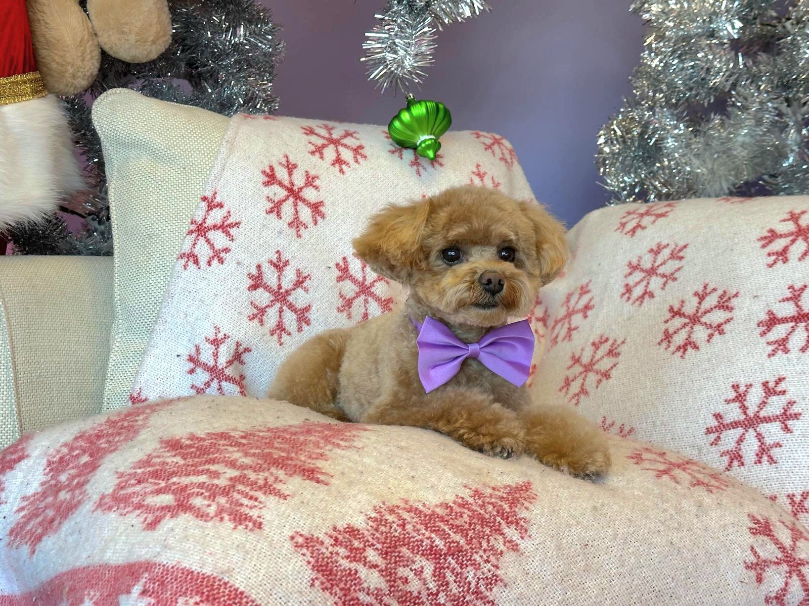 Christmas Dog Photos