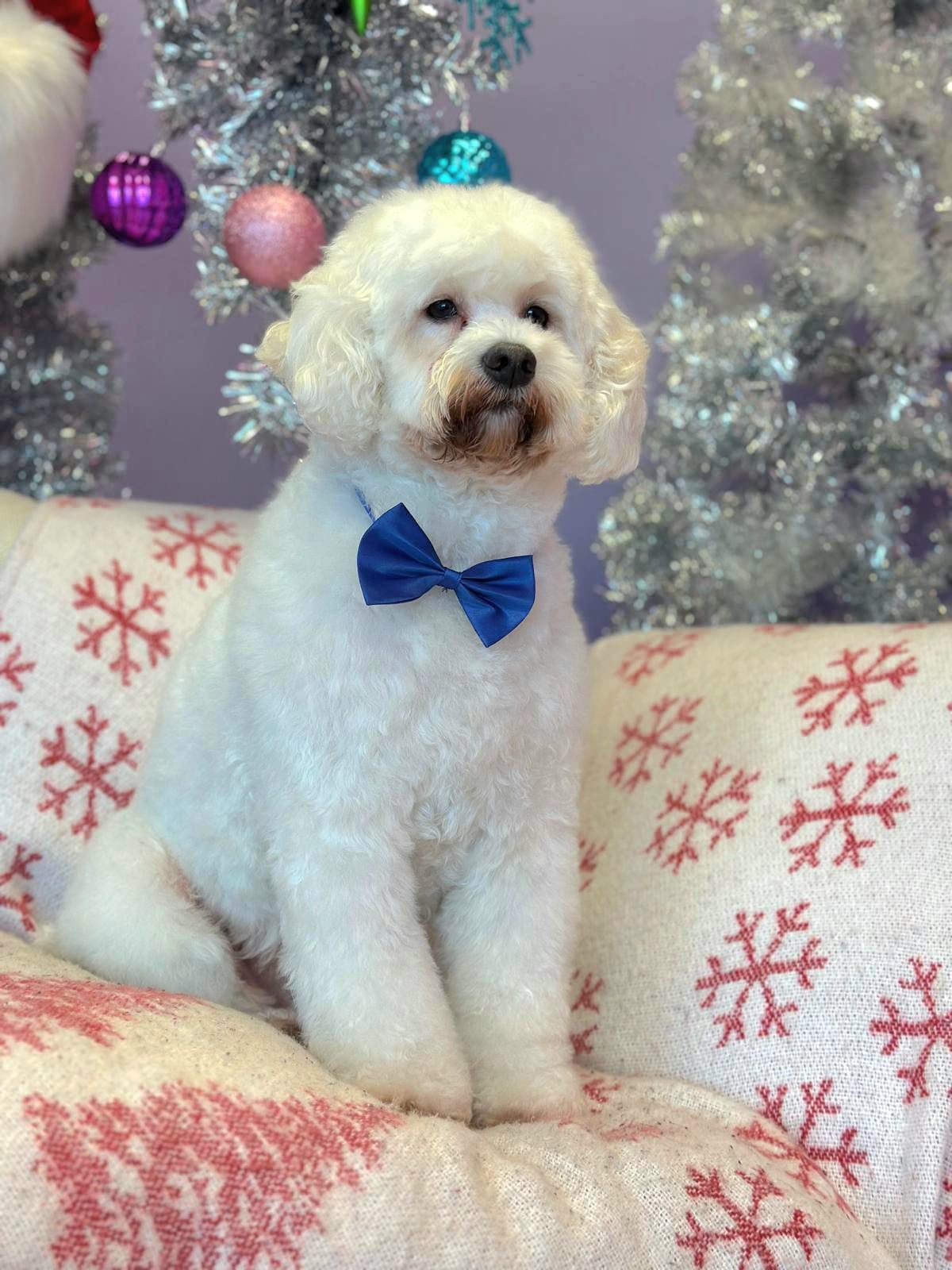 Christmas Dog Photos