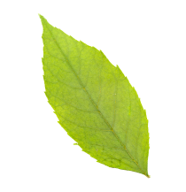 Leaf